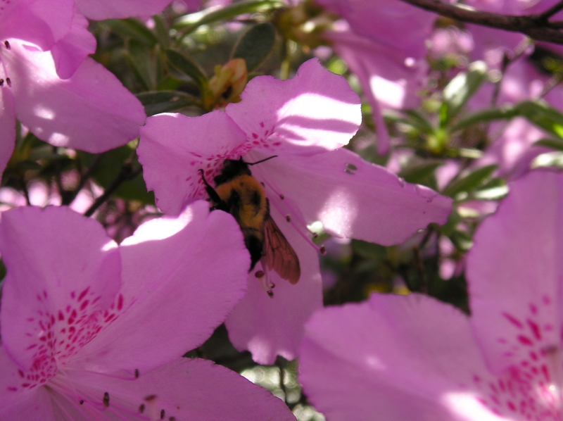 Buzzy