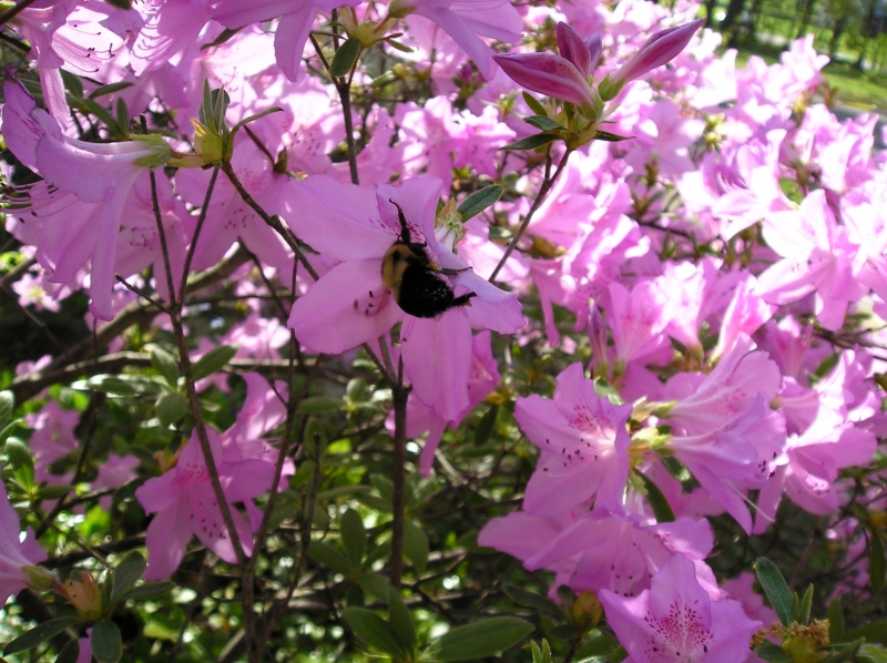 Buzzy