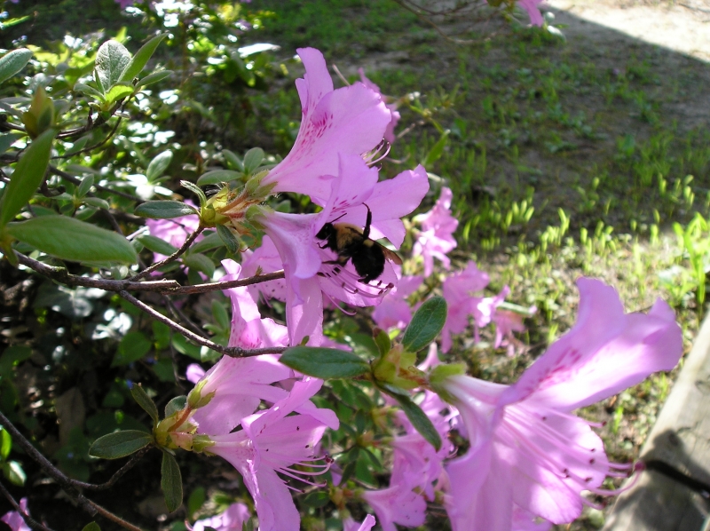 Buzzy