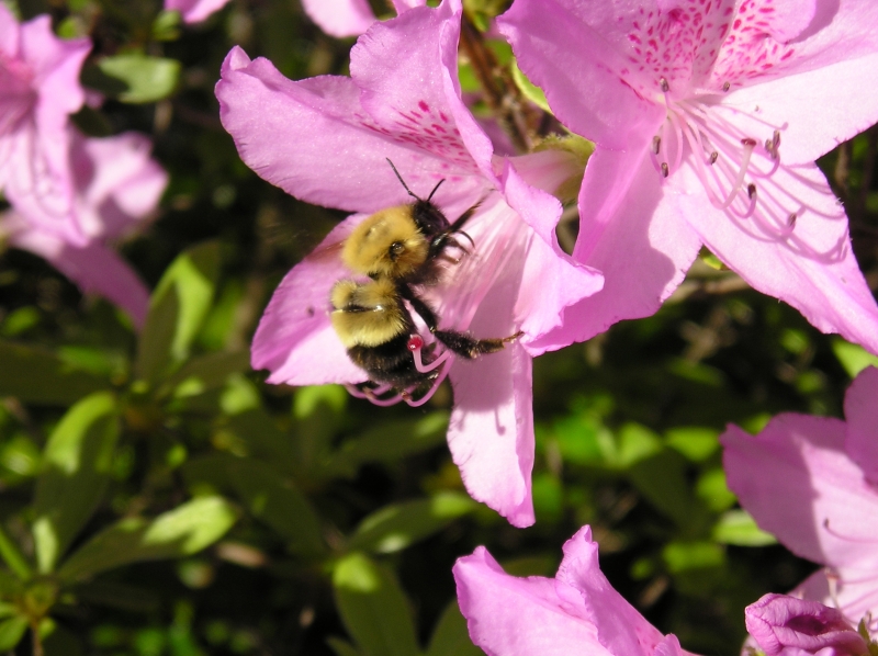 Buzzy