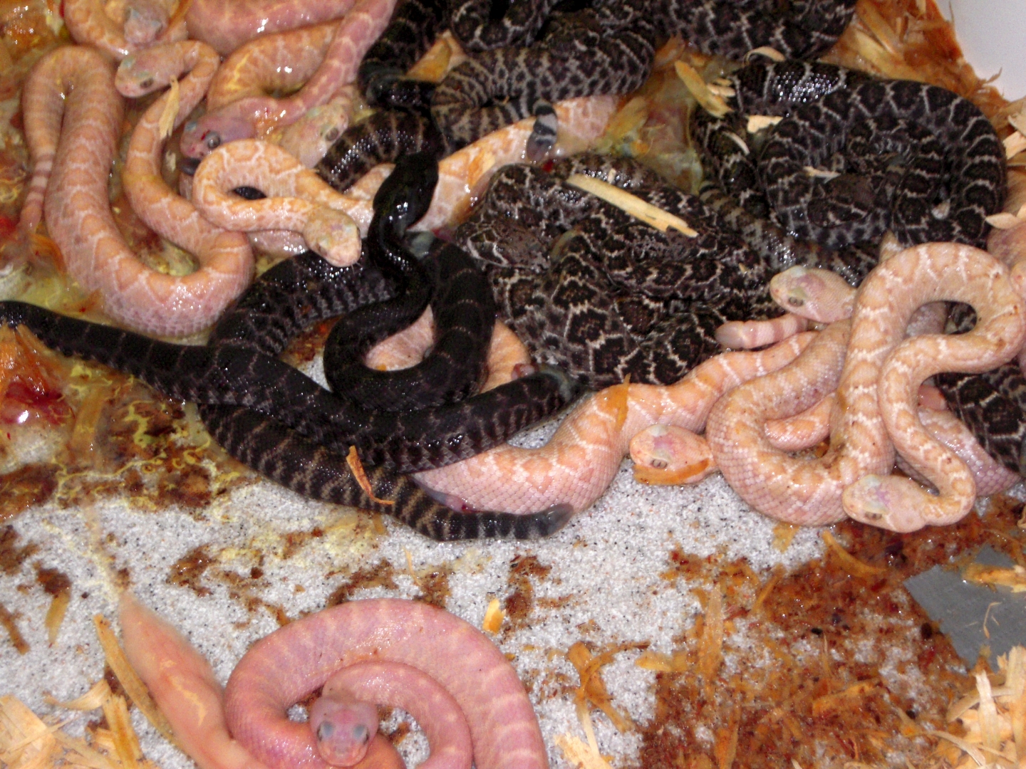 C.atrox
