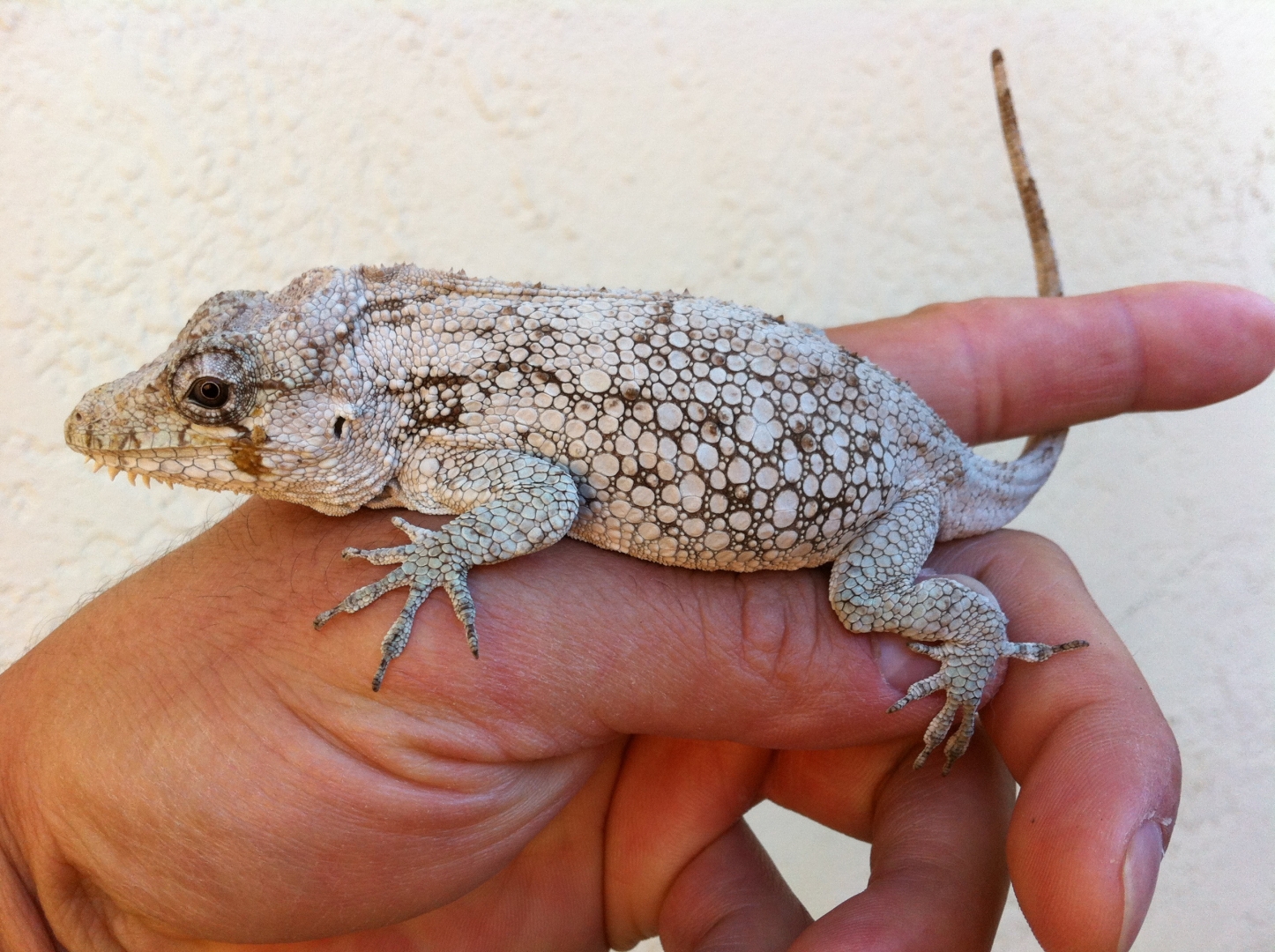 C Barbaratus