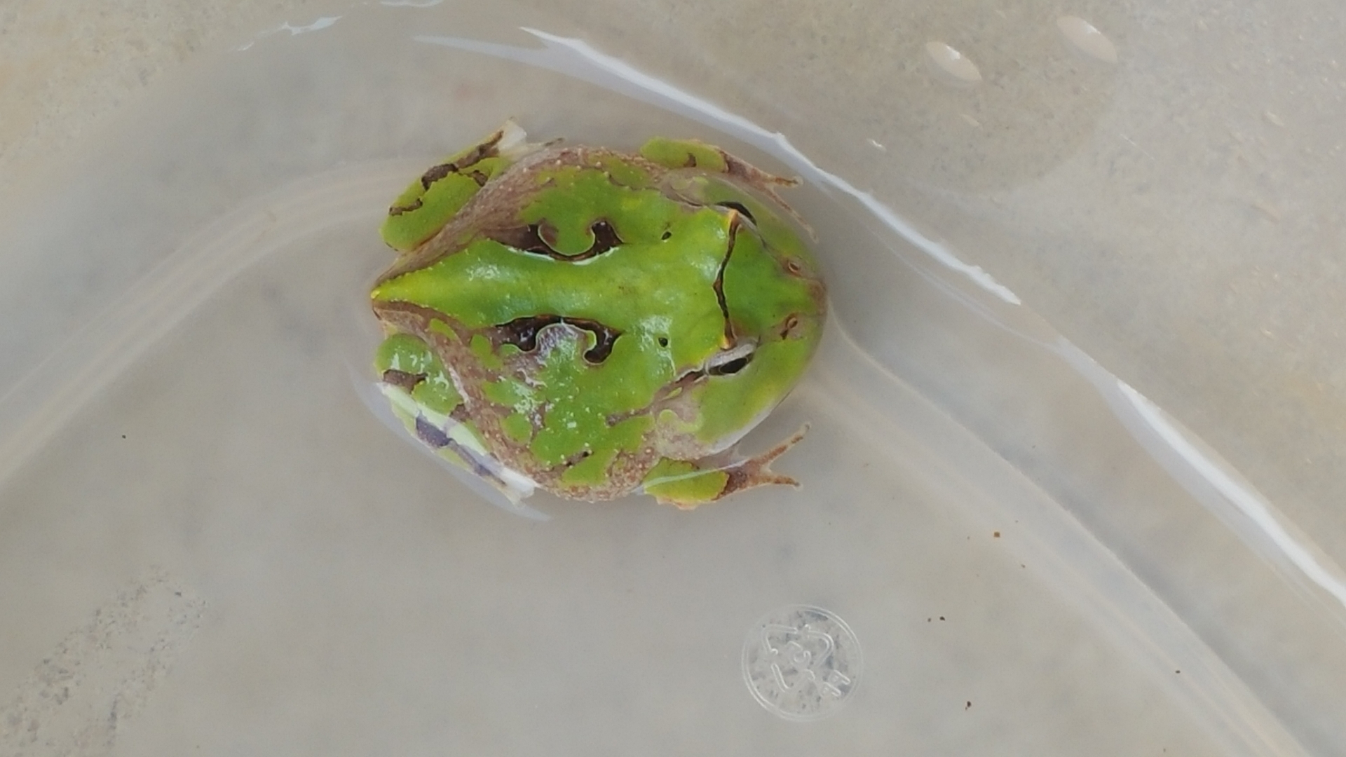 c. cornuta