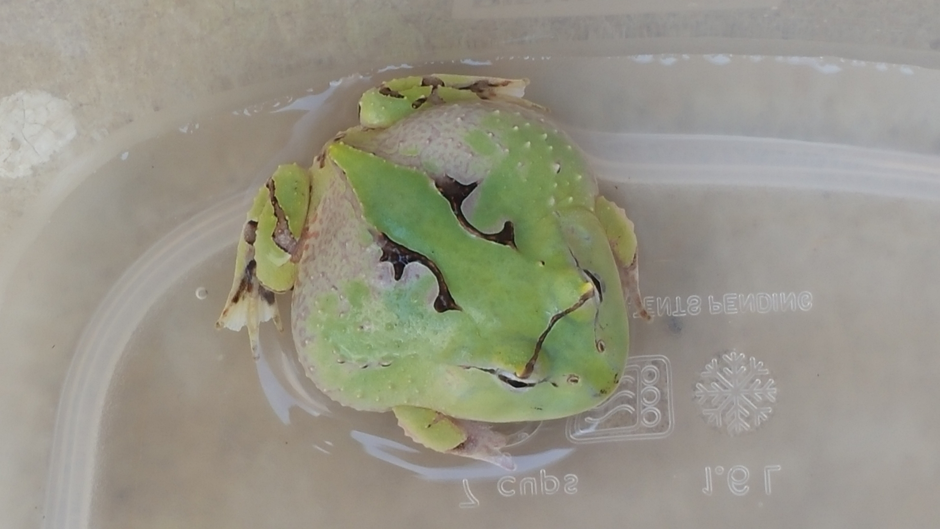 c. cornuta