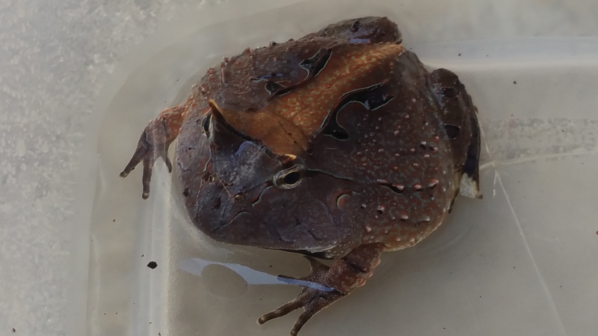 c. cornuta
