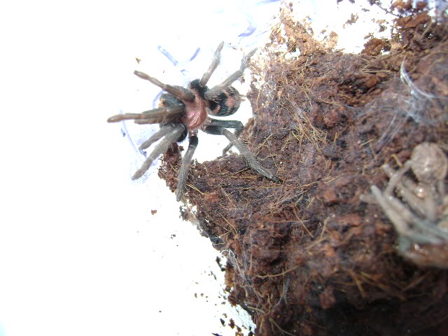 C. fasciatum