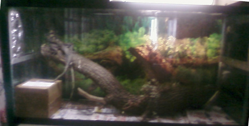 C. similis Spiney Tail Iguana