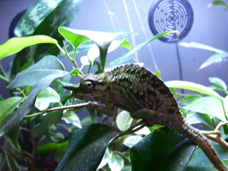C. werneri