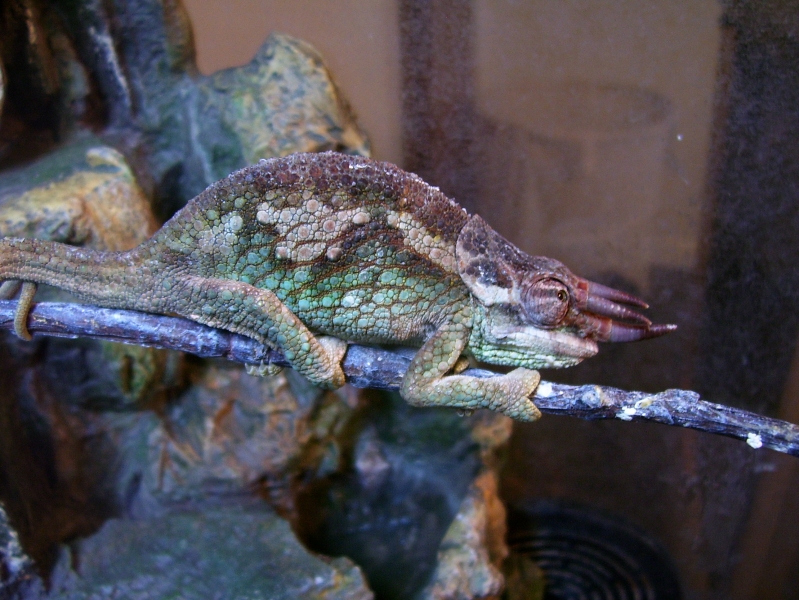 C. werneri