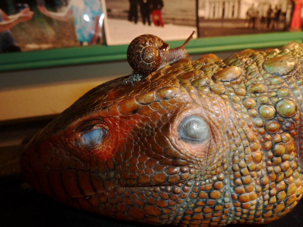 Caiman lizard