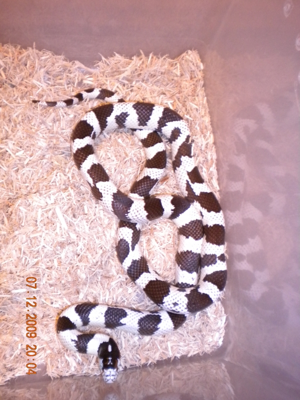 Cal_King_7-12-09