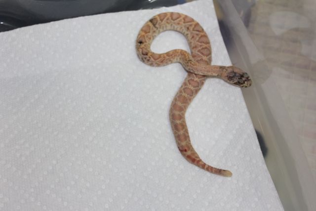 Calico Albino Eastern Diamondback