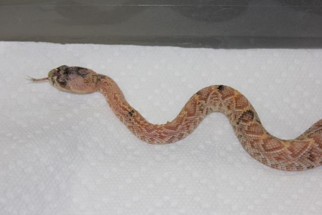Calico Albino Eastern Diamondback