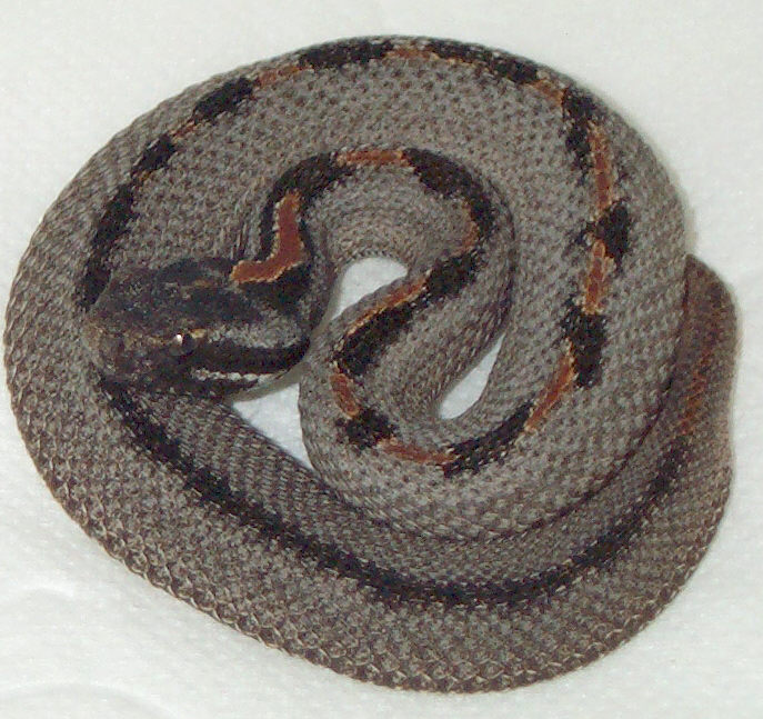Calico Pigmy