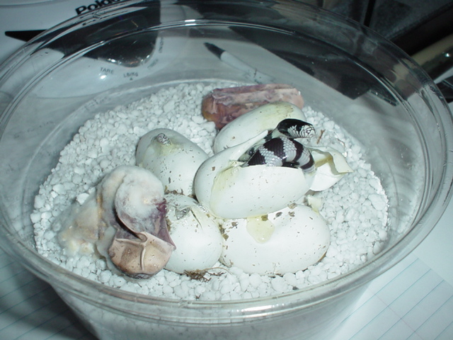 California Kings Hatching