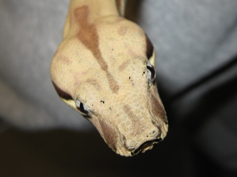 Callisto freshly shed