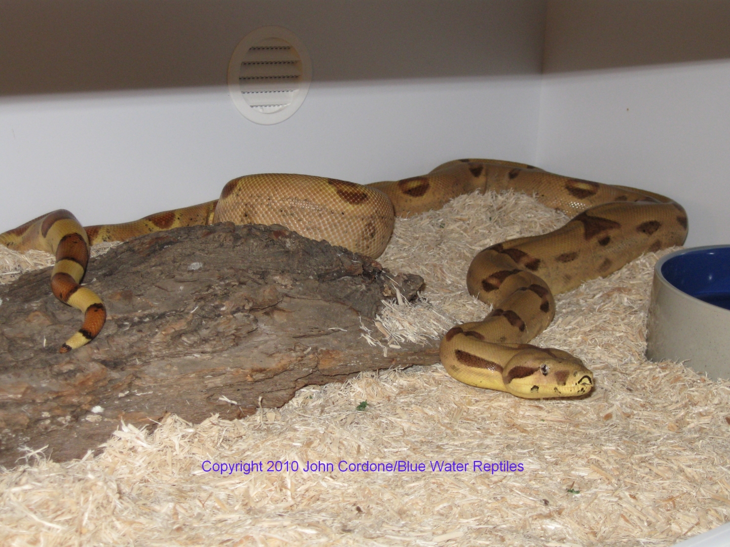 Callisto my Salmon DH Sunglow