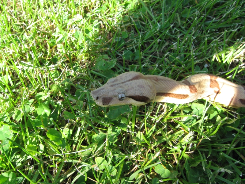 Callisto outside