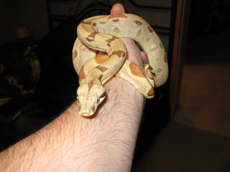 Callisto