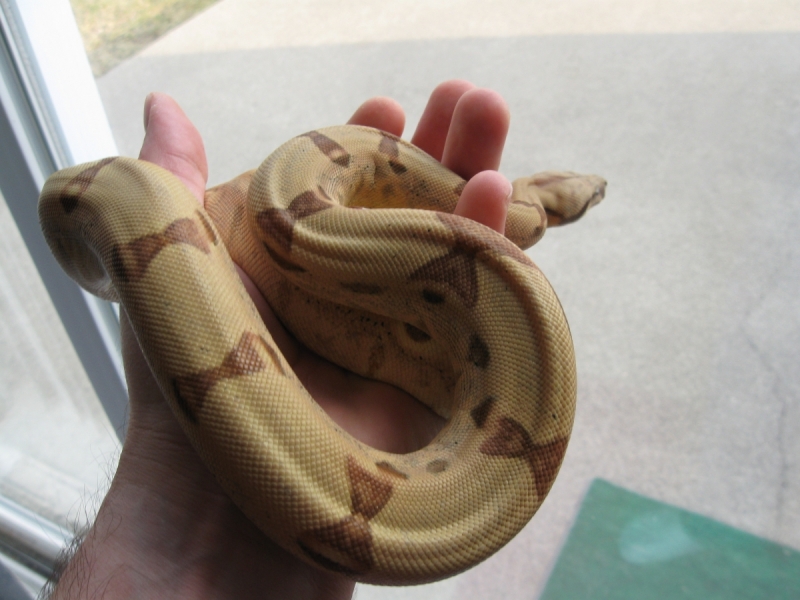 Callisto