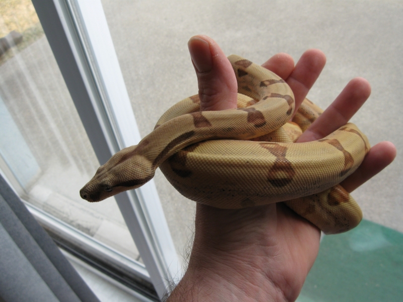 Callisto
