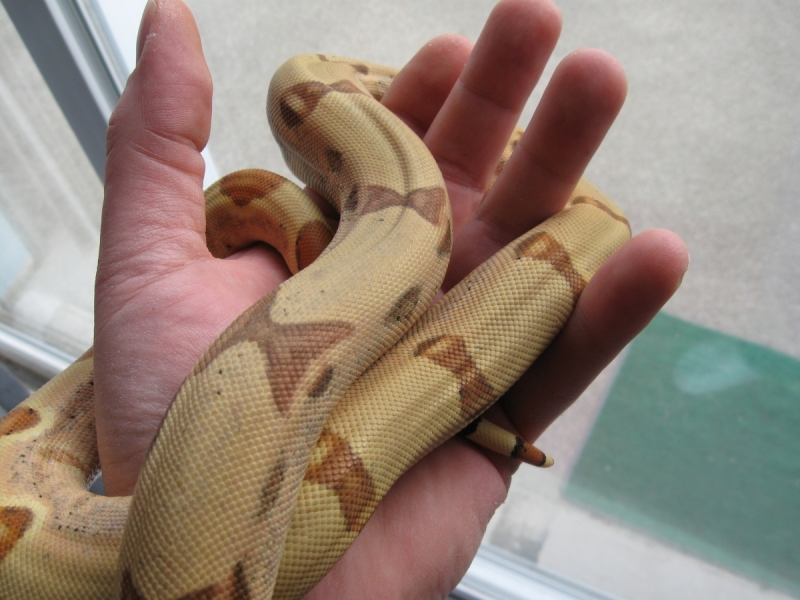 Callisto