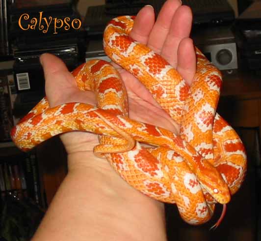 Calypso