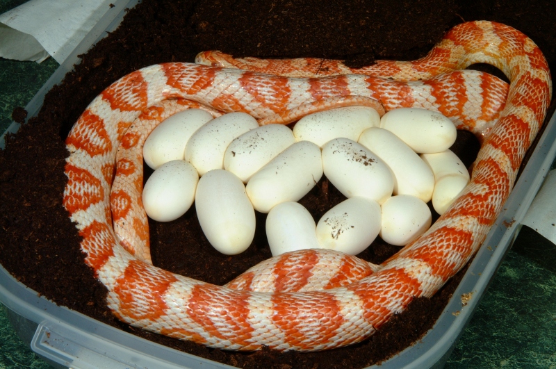 Candycane Corn laying eggs
