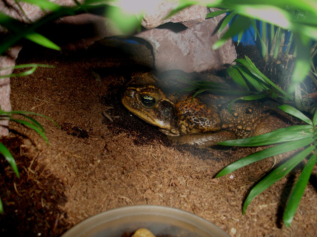 Cane Toad in his home