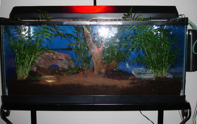 Cane Toad Terrarium Setup