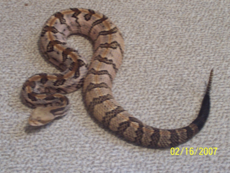 canebrake