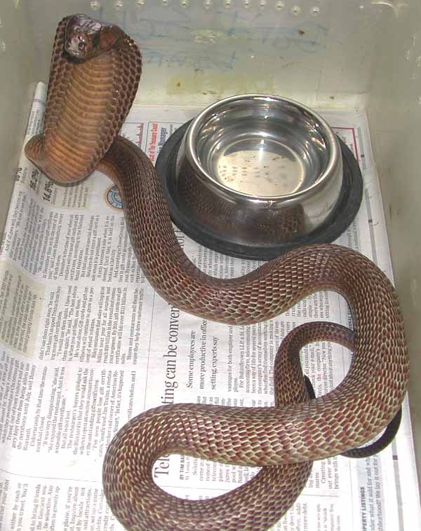 Cape Cobra