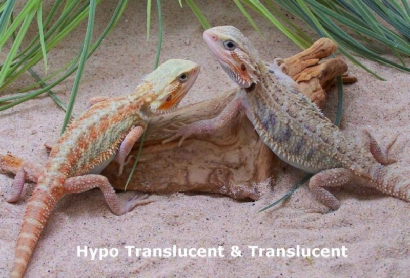 Capital Dragons - Canada's source for extreme bearded dragon color morphs.