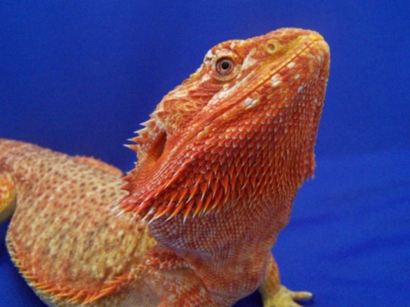 Capital Dragons - Canada's source for extreme bearded dragon color morphs.