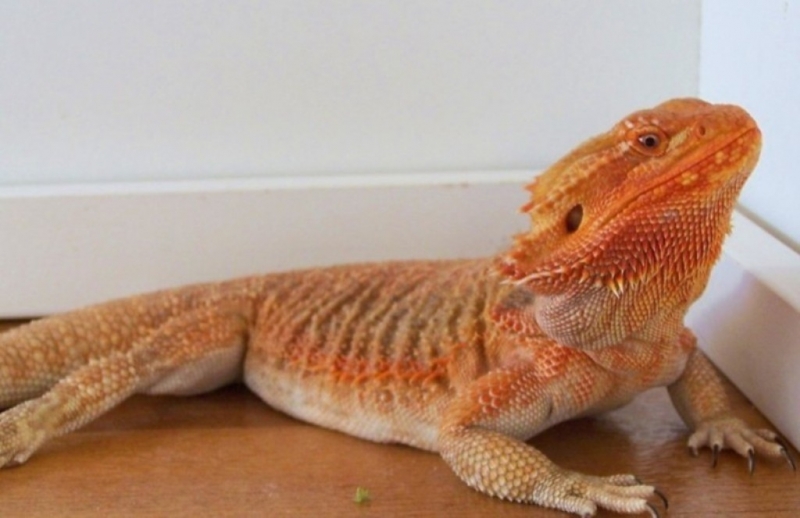 Capital Dragons - Canada's source for extreme bearded dragon color morphs.