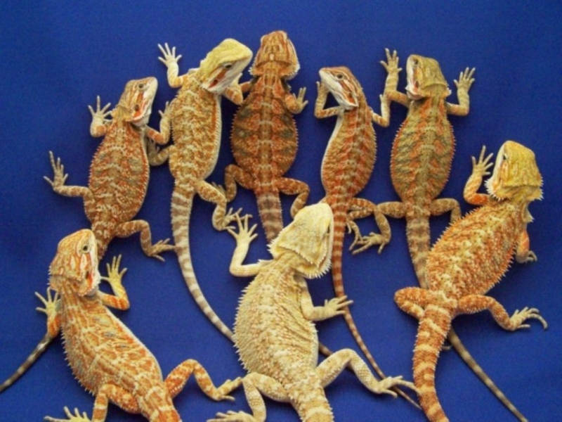 Capital Dragons - Canada's source for extreme bearded dragon color morphs.