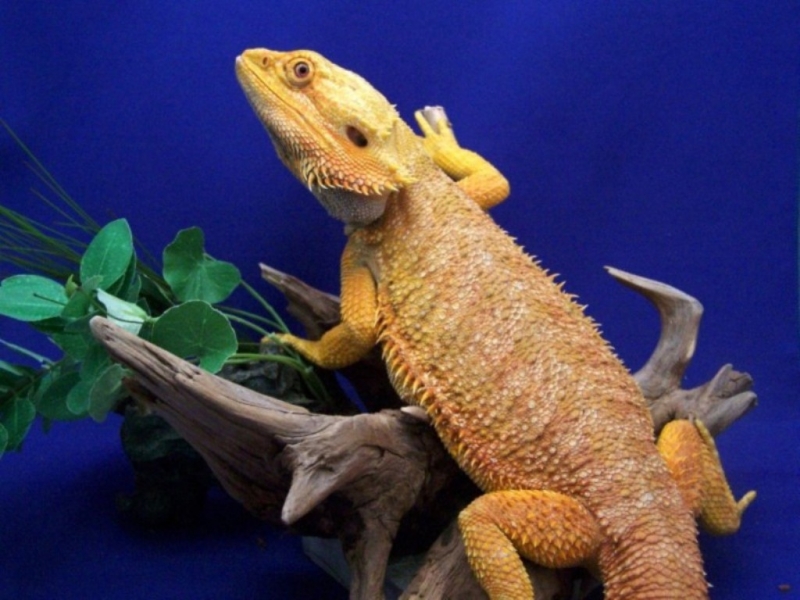 Capital Dragons - Canada's source for extreme bearded dragon color morphs.
