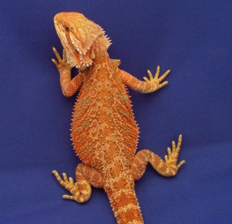 Capital Dragons - Canada's source for extreme bearded dragon color morphs.