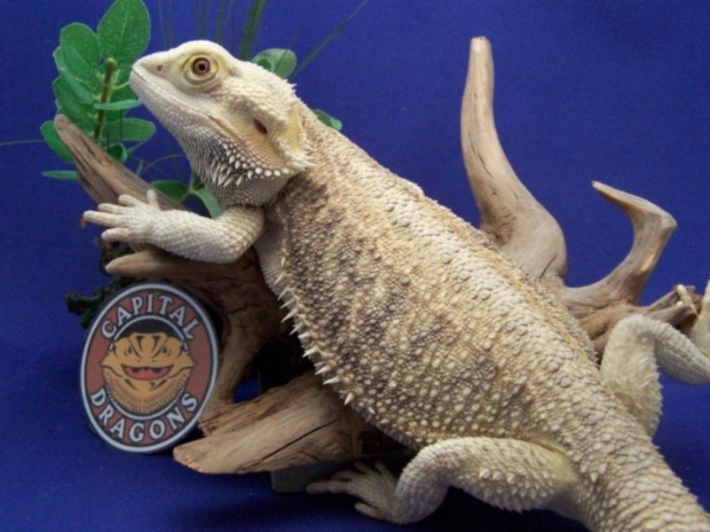 Capital Dragons - Canada's source for extreme bearded dragon color morphs.