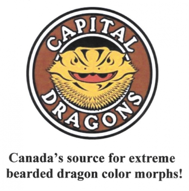 Capital Dragons - Canada's source for extreme bearded dragon color morphs.