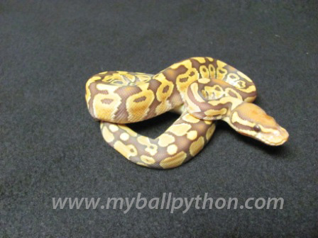 Caramel Albino Male