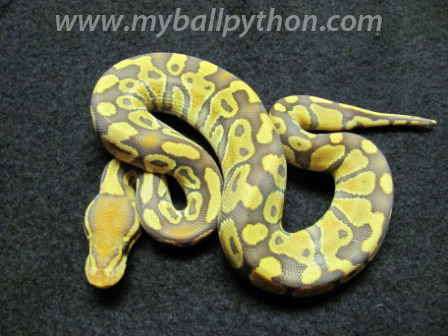 Caramel Albino Male