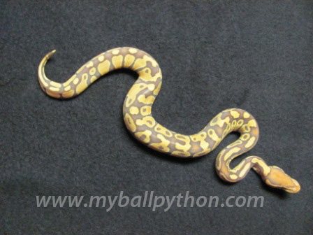 Caramel Albino Male