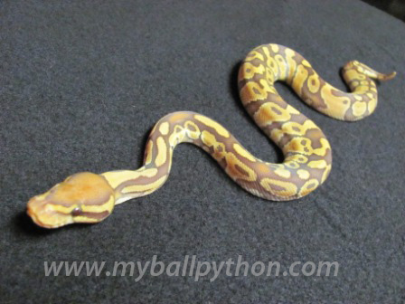 Caramel Albino Male