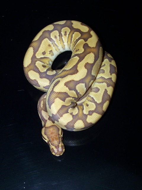 caramel