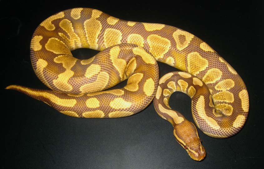 Caramel_Male