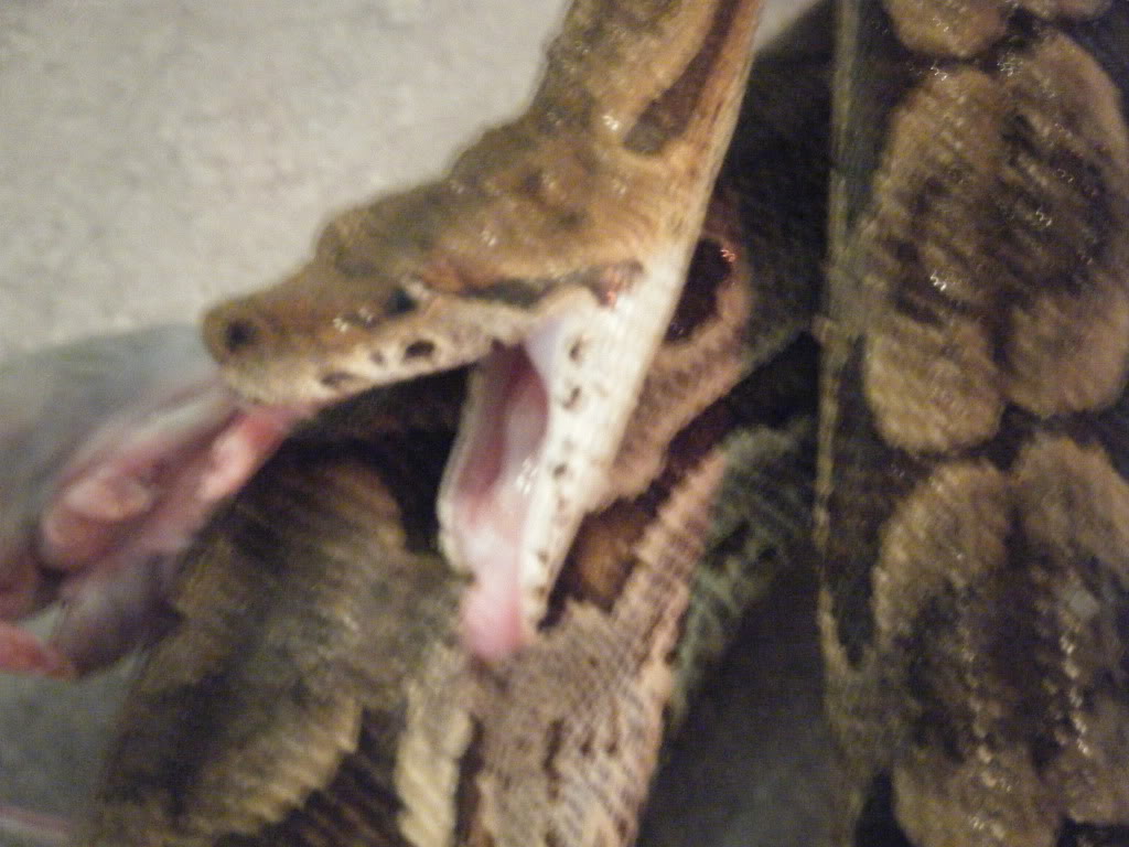 Carlos with Tooth Stuck