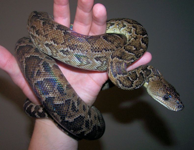 Carmen - Female Cuban Boa