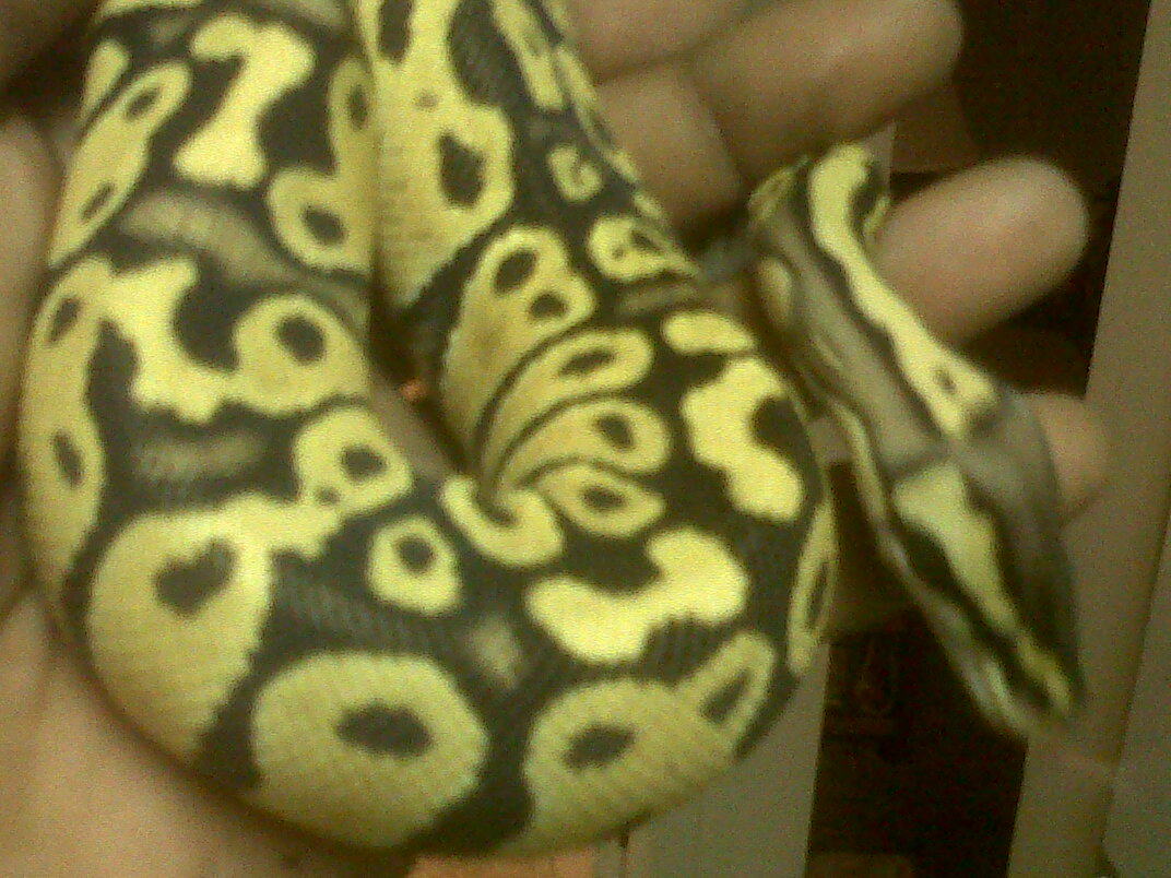 carmen