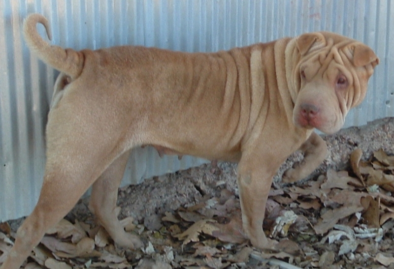 Carmen